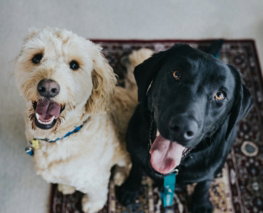 two-dogs-sitting-on-maroon-area-rug.jpg two dogs sitting on maroon area rug