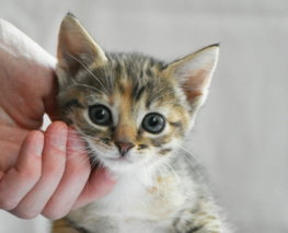 a-small-kitten-being-petted-by-a-person.jpg a small kitten being petted by a person