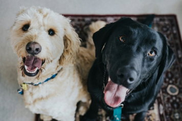 two dogs sitting on maroon area rug