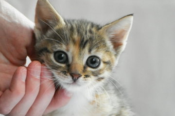 a small kitten being petted by a person