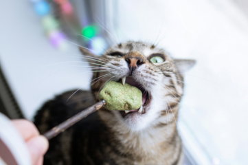 A cat that is eating something out of a stick