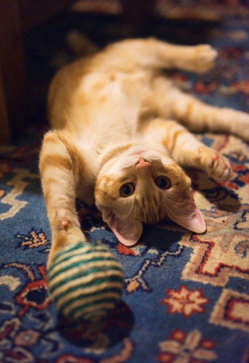 a-cat-laying-on-a-rug-with-a-toy.jpg a cat laying on a rug with a toy