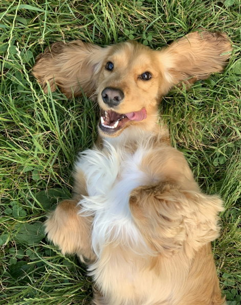 brown-and-white-long-coated-small-dog-lying-on-green-grass.jpg brown and white long coated small dog lying on green grass