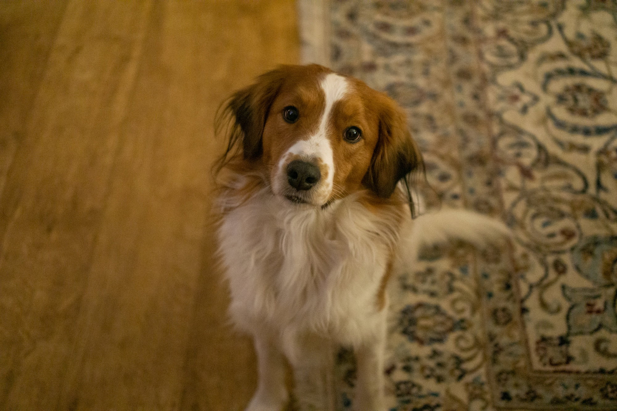 a-brown-and-white-dog-standing-on-top-of-a-wooden-floor.jpg a brown and white dog standing on top of a wooden floor